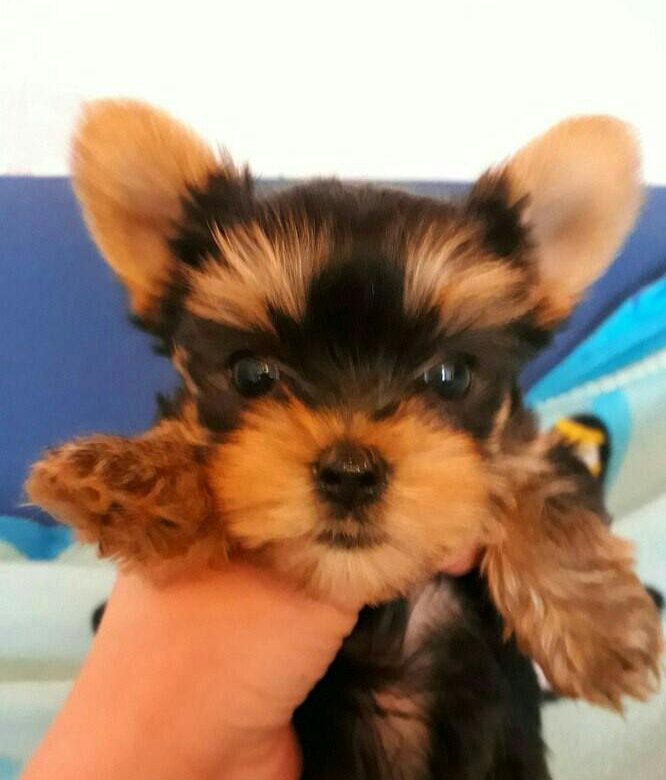 йошкар оле авито собаки