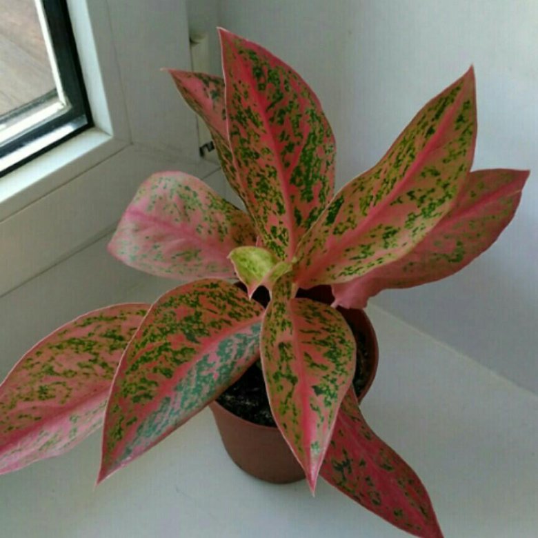 аглаонема легаси. аглаонема престиж. аглаонема legacy. аглаонема white legacy. аглаонема легаси грин.