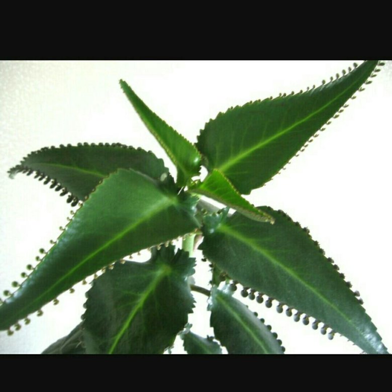 Каланхоэ - купить в Иваново, цена 20 руб., продано 13 ноября 2017 - Растения и с