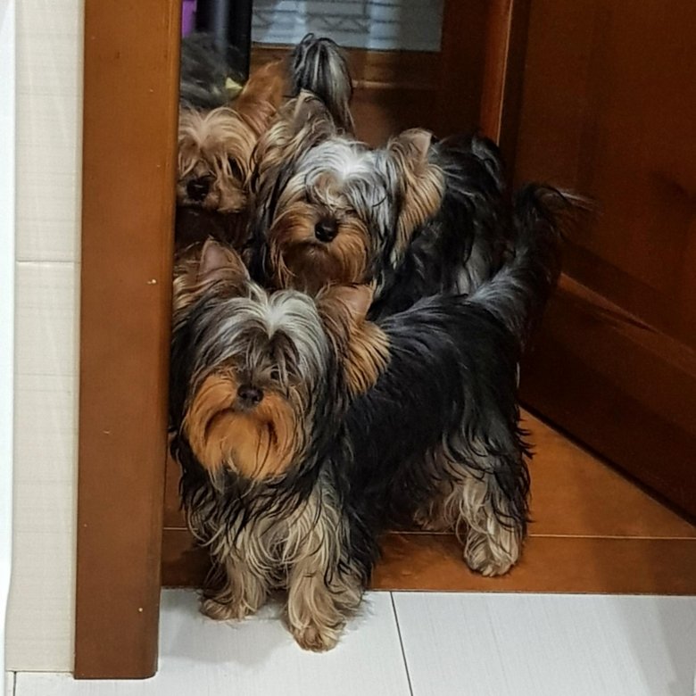 высокие йорки. чистокровный йоркширский терьер. йоркширский терьер стандарт. якширтерьерский терьер. йоркширский терьер.