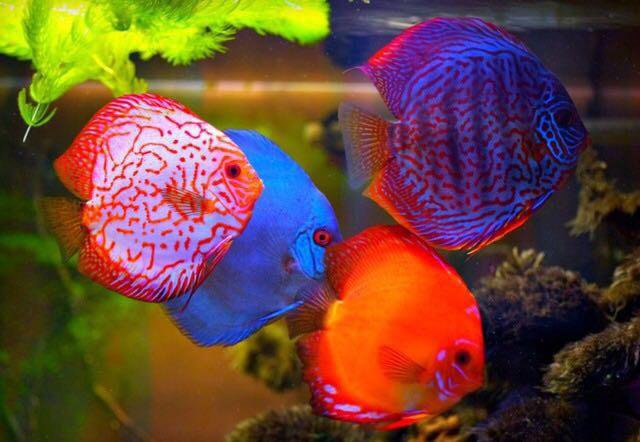 Discus Fish Care - Breeding,Feeding,Diseases & More!!! Discus fish, Fish care, F
