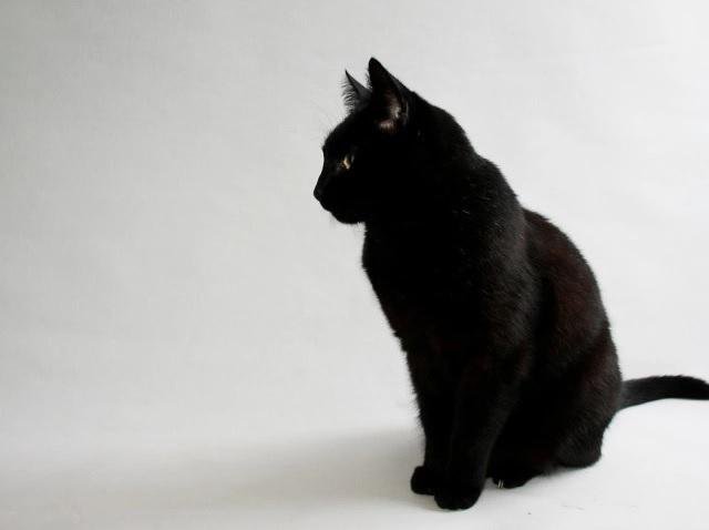 Кот черный картинка