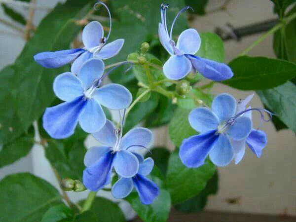 Комнатные цветы с голубыми цветами название и фото