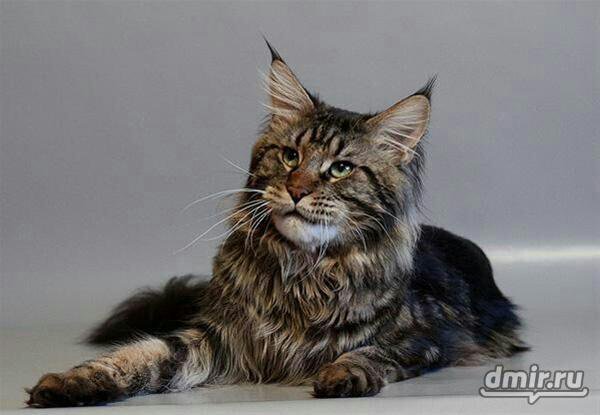 Окрас котят мейн кунов таблица. Имена породы мейн кун. Имена породы мейн кун. Мейн кун аборигенная порода. Метис мейн куна гладкошерстный.