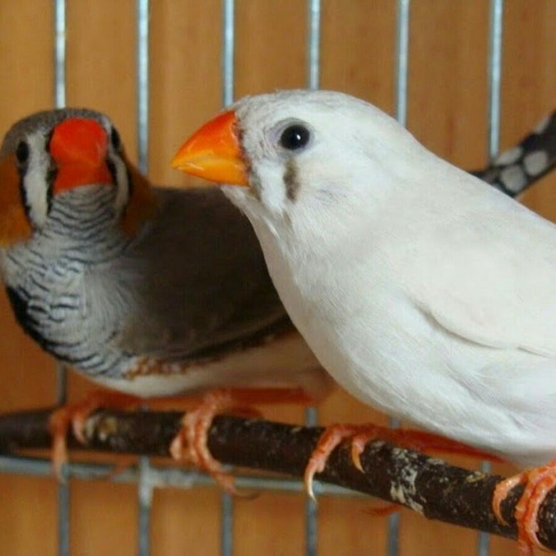 Зебровая амадина. Красный амадин. Птичка амадина. Зебровая амадина. Зебровые амадины.