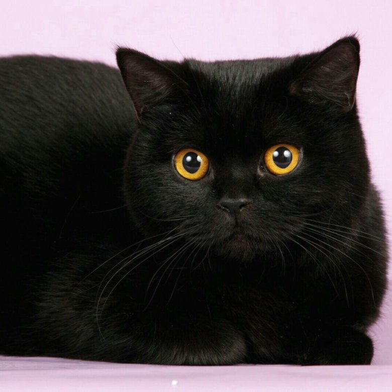 Черный шотландский кот