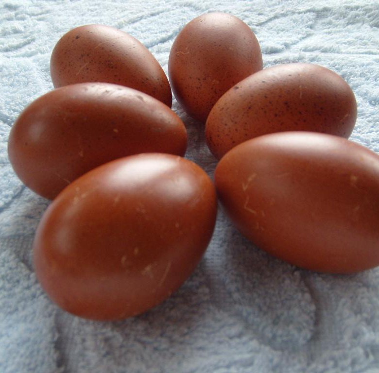 Инкубационное яйцо марана купить. Инкубационное яйцо Маран. Яйца кур Маран. Яйцо Марана инкубационное. Черный Маран яйца.