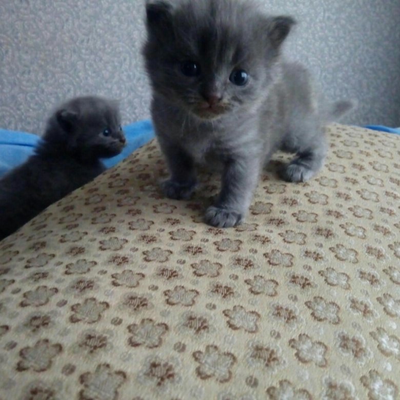 Авито Балаково Купить Котенка С Фото