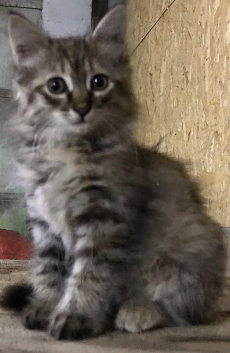 Объявления в добрые руки кошечку. 1 котенок. Белые котята мальчики. Отдам белого котенка. Бесплатные котята волгоград.