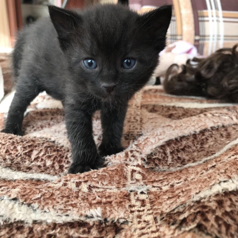 Возьму котенка в москве