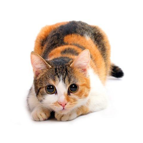 Трехцветная кошка