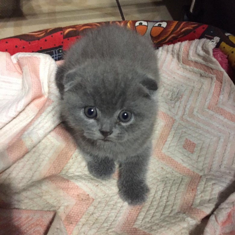 Авито Балаково Купить Котенка С Фото