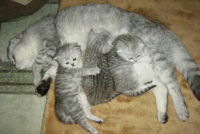 Сколько кошка рожает котят