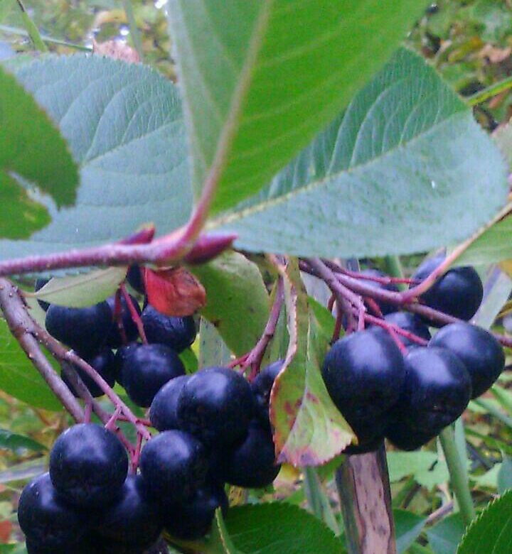 Арония вкус. Арония вкус. Черноплодная рябина арония. Черноплодная рябина арония. Арония мичурина.