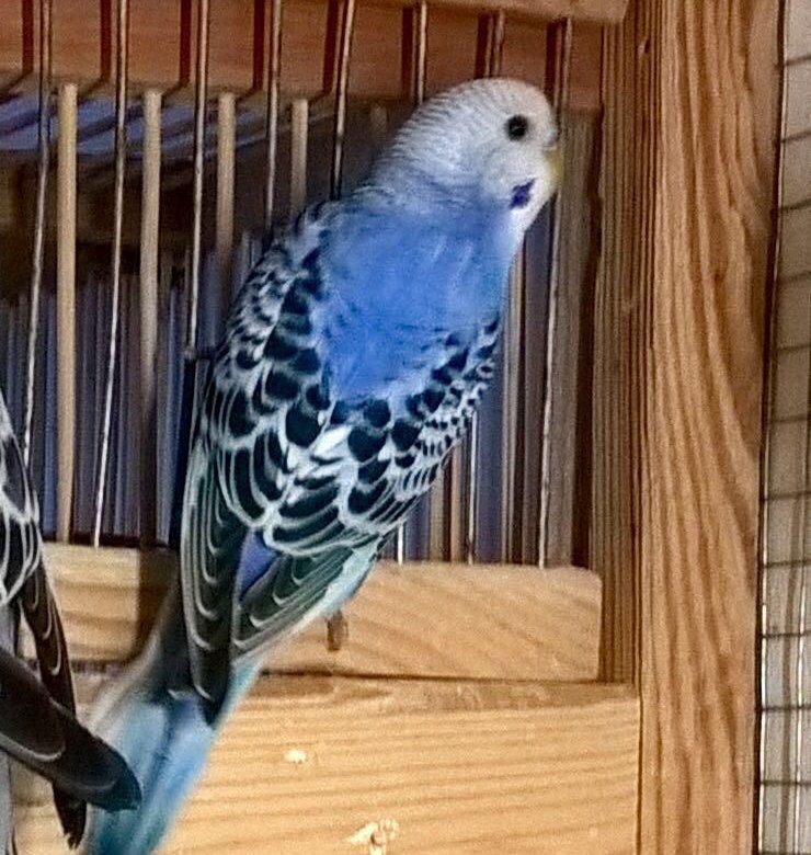 Волнистый попугай авито. Ожереловый попугай смешной. Авито волгоград попугаи. Какаду ставрополь. Корелла и волнистый попугай.