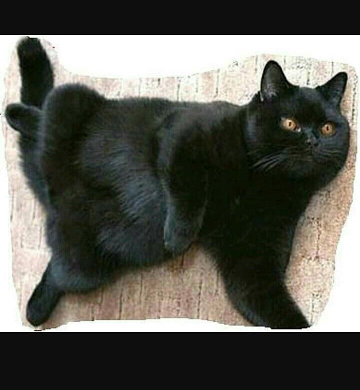 Черная британская кошка