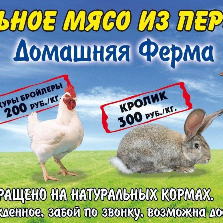 Образец объявления о продаже мяса кролика