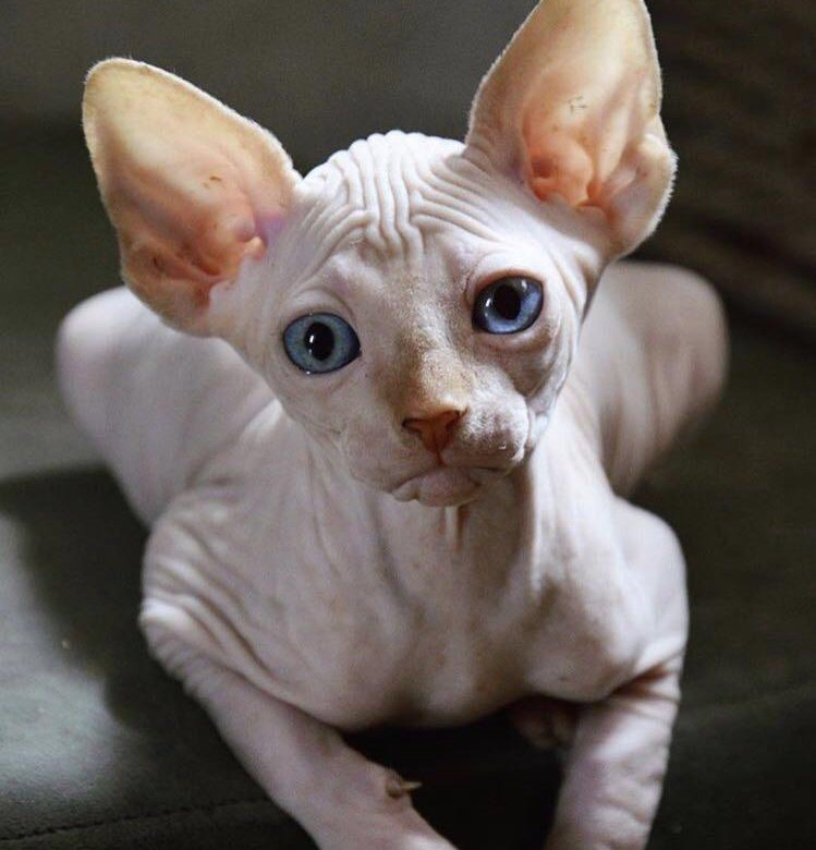 Сфинкс кошка цена