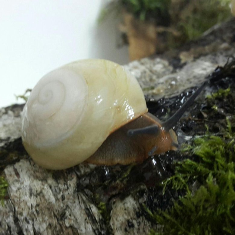 Karakolus Caracolus Sagemom Albino Shell Kupit V Moskve Cena 150 Rub Prodano 23 Oktyabrya 2017 Drugie Zhivotnye