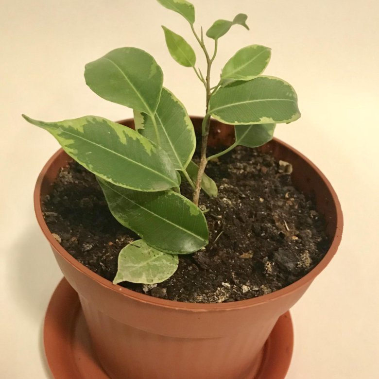 Ficus семена Ficus семена моринга семена отзывы