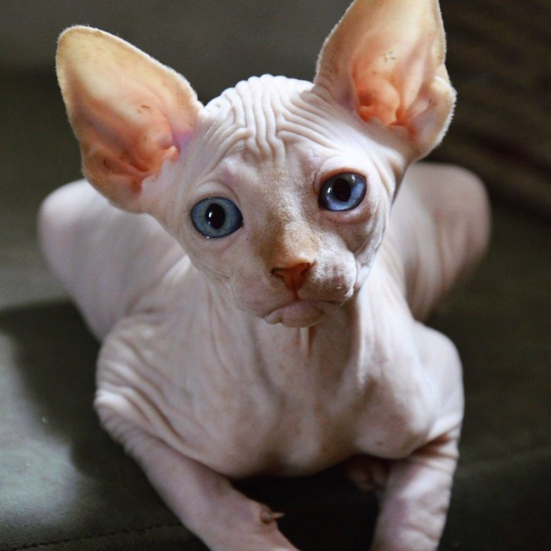 Сфинкс тверская. Сфинкс браш. Донской сфинкс велюр вислоухая. Сфинкс порода кошек донской. Сфинкс ярославль.