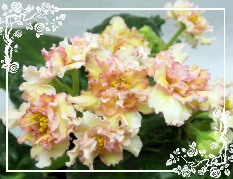 Фиалка желтая роза фото и описание Фиалка Sunkissed rose детка - купить в Москве, цена 100 руб., продано 4 ноября 2