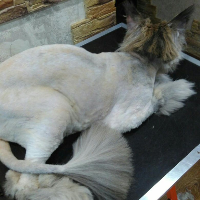 Подстричь кошку в абакане