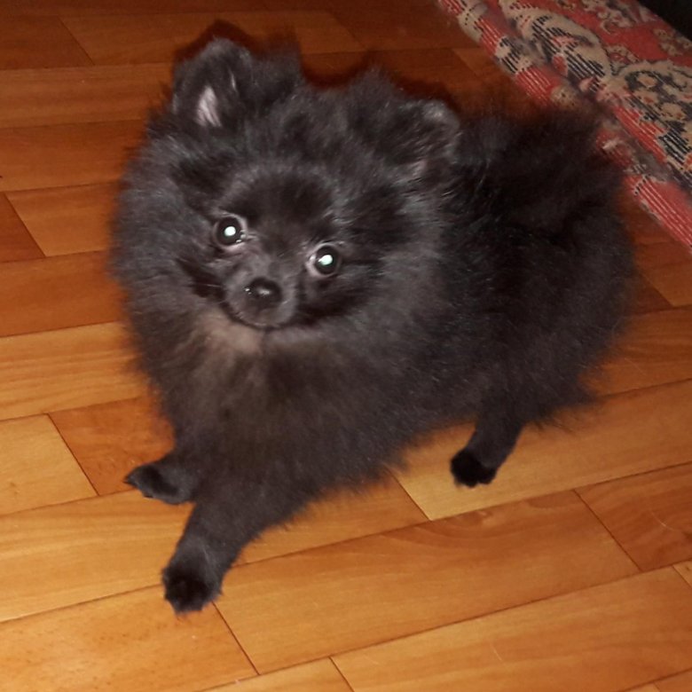 Шпиц серо черный. Шпиц черный 3 месяца. Померанский шпиц черный. Мини шпиц черный. Клички черным шпицем.