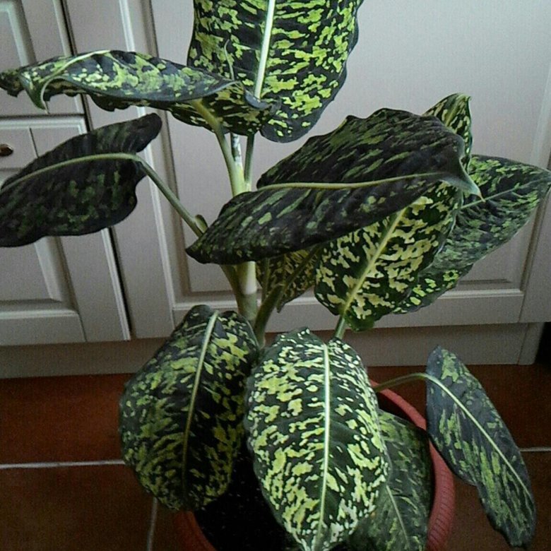 Диффенбахия рефлектор фото и описание. Dieffenbachia reflector. Диффенбахия рефлектор. Диффенбахия рефлектор. Диффенбахия tropic marianne.