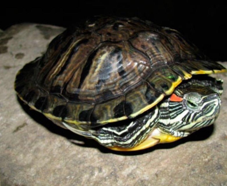 Спячка черепахи в домашних условиях. Красноухая черепаха. Спячка у красноухих черепах. Красноухая черепаха в спячке.