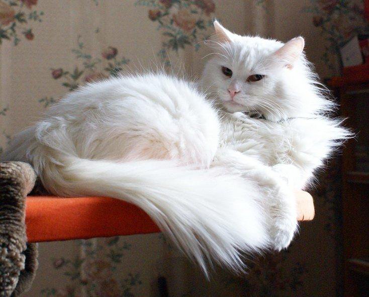 Сибирская кошка белая
