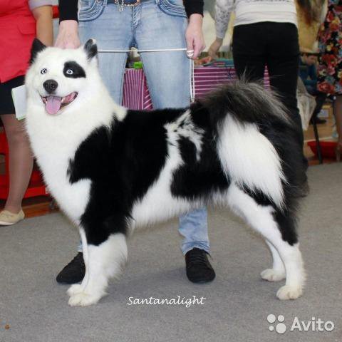 якутская лайка avito