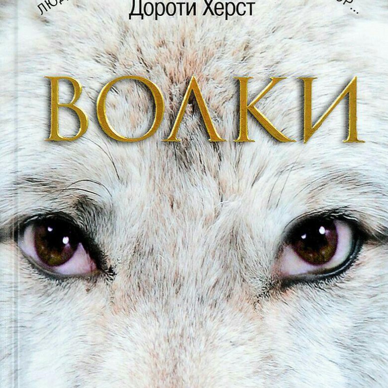 Волк с книгой картинки