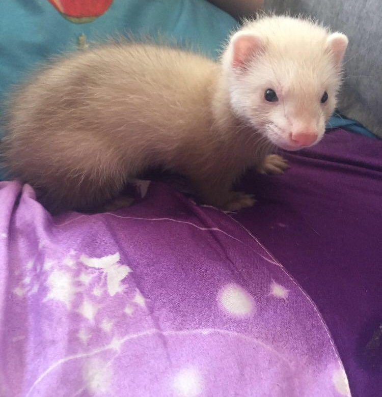 хорьки на авито спб