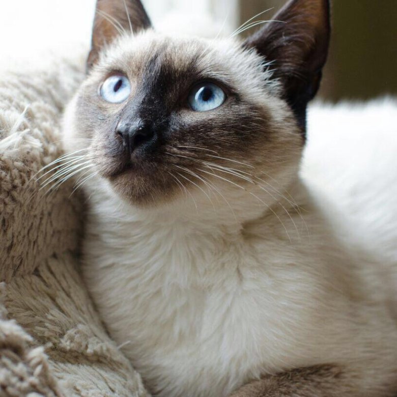 Сколько стоит сиамская кошка