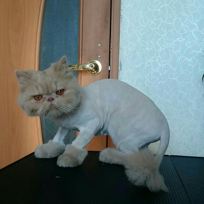 Где можно подстричь кота в донецке