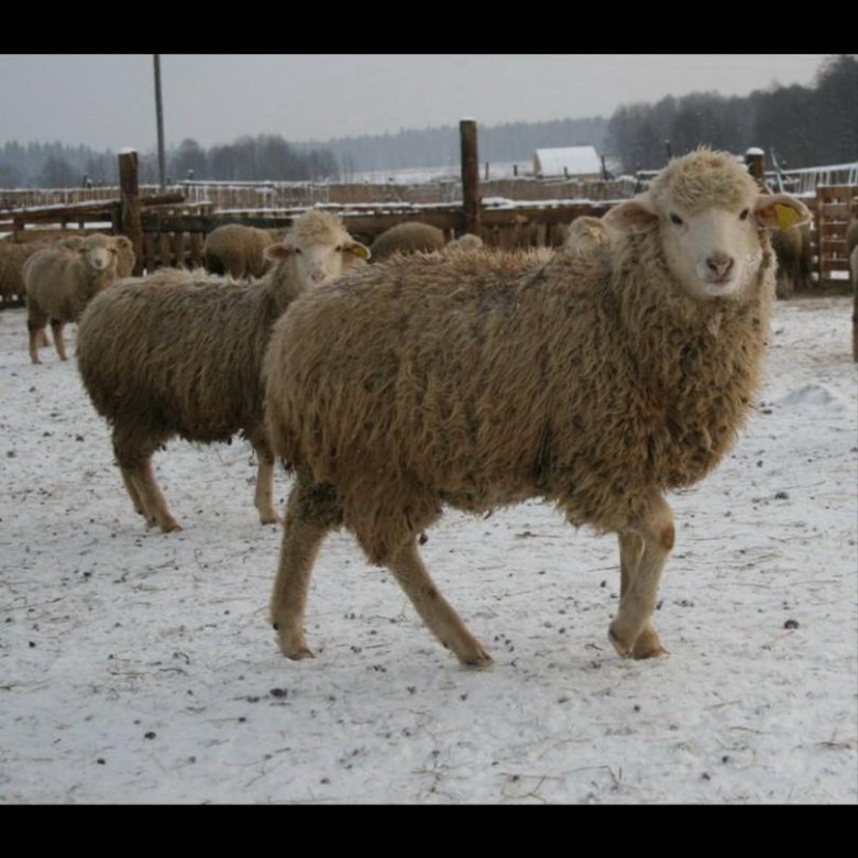 Купить алтайских овец. Баран породы прекос. Порода Баранов Тексель меринос. Меринос прекос овцы. Алтайская тонкорунная порода овец.