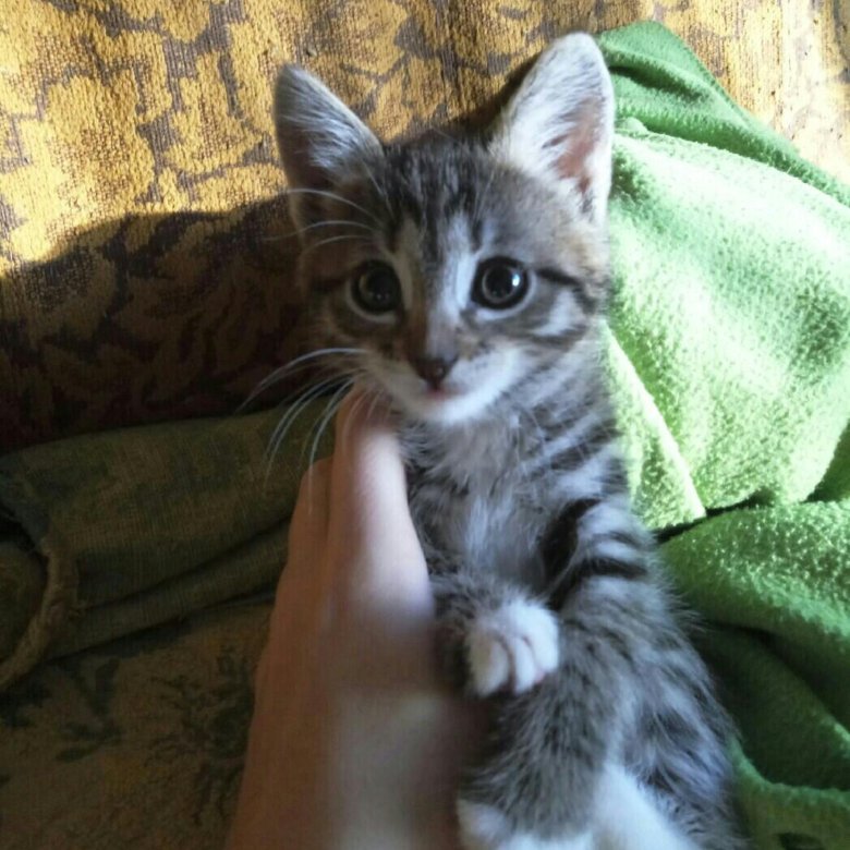 Метис Мейн Куна Фото И Обычной Кошки