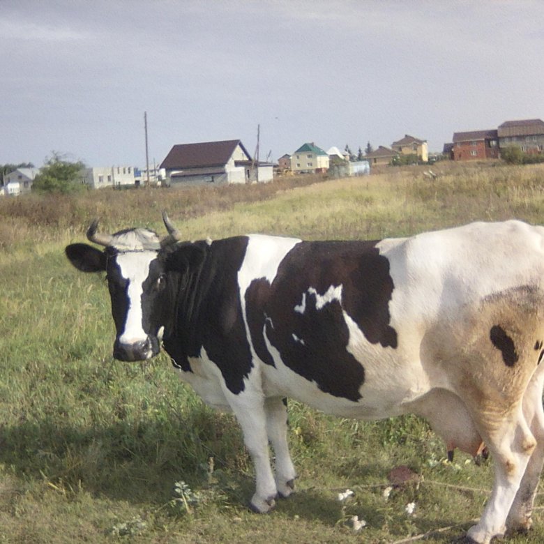 Купить корову в красноярском. Корова стельная дойная. Волгоградская молочная корова. Продажа коров. Коровы Кировской области.