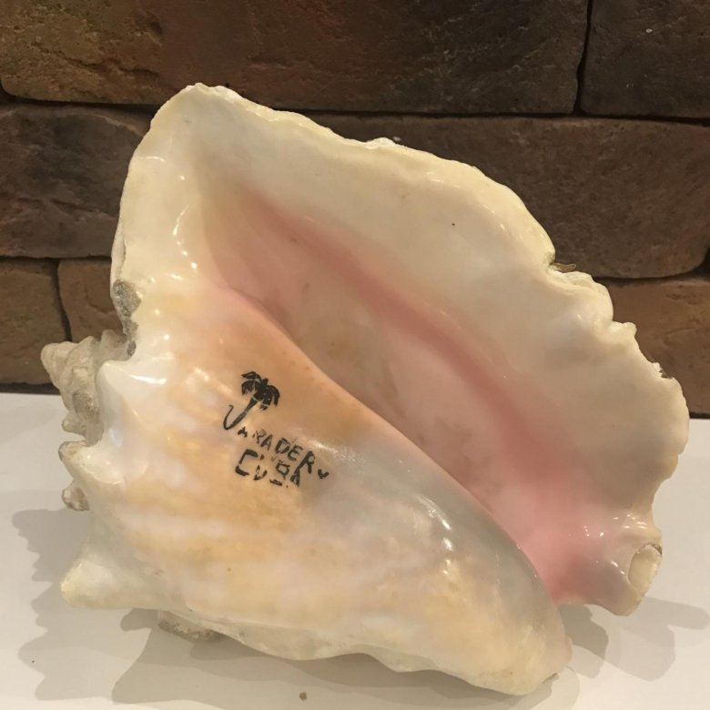 Ракушки с кубы