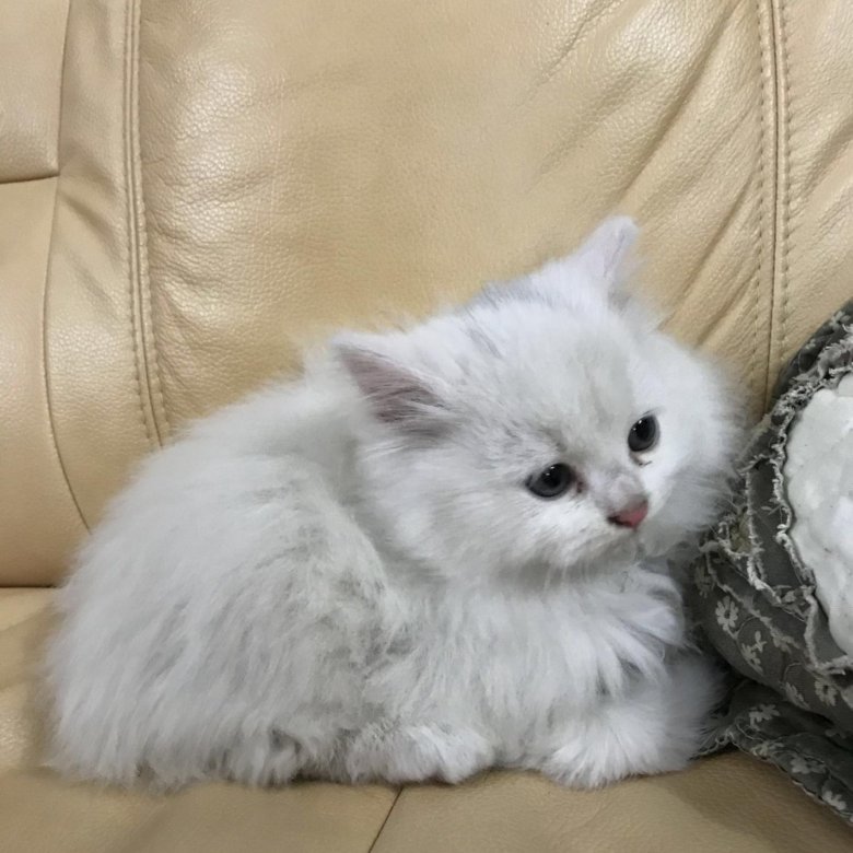 ����� �������� ������ ������ ����