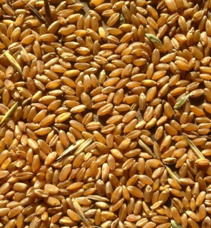 Пшенична 16