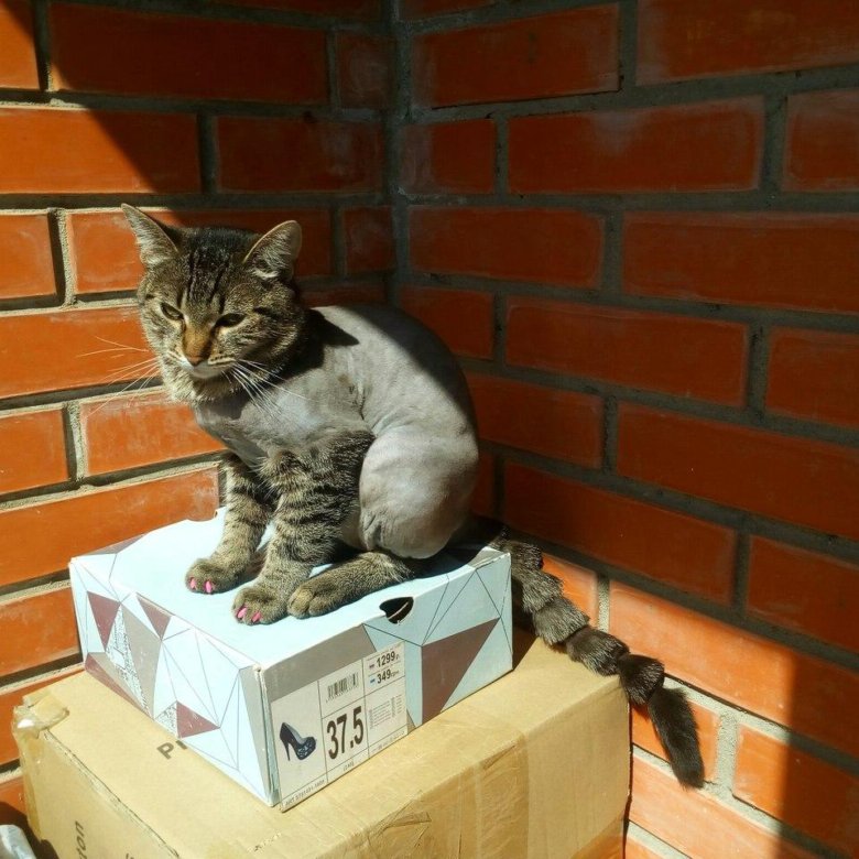 Стрижка кошек на дому в ивантеевке