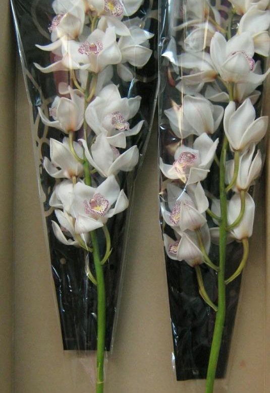 Орхидея в капсуле как ухаживать. Орхидея Цимбидиум микс. Цимбидиум белый. Орхидея Цимбидиум Каскад. Орхидея Цимбидиум ветка.