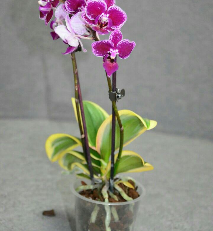 Phal chia e yenlin variegata фото