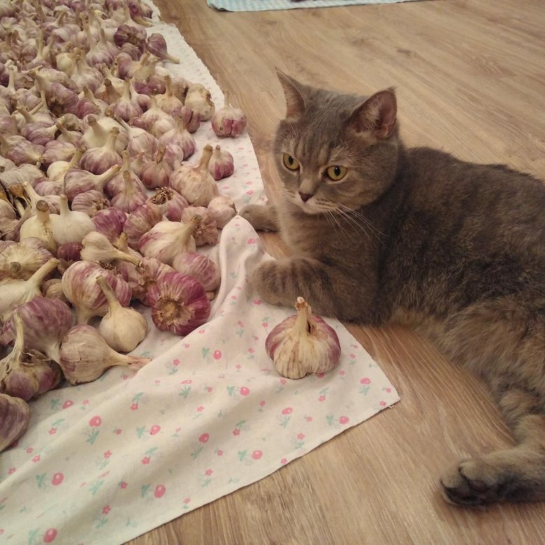 кот ест лук. можно ли кошкам чеснок. можно ли кошкам чеснок. можно ли кошкам чеснок. кошка и чеснок.