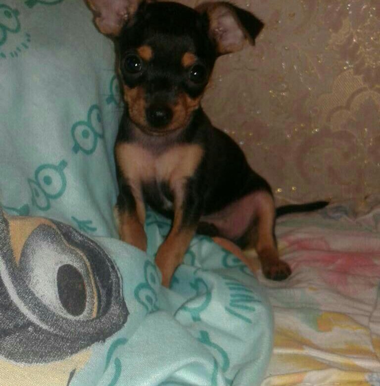 Той терьер щенок. Той терьер черно подпалый щенок. Русский той лилово подпалый. Толь терьер. Питомники той терьеров иркутск.