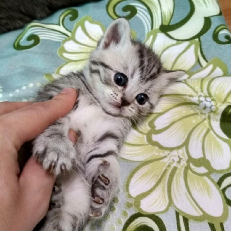 Тульская кошка. Котята в туле. Недорогие коты на сяве. Котята в туле. Авито вислоухие котята.