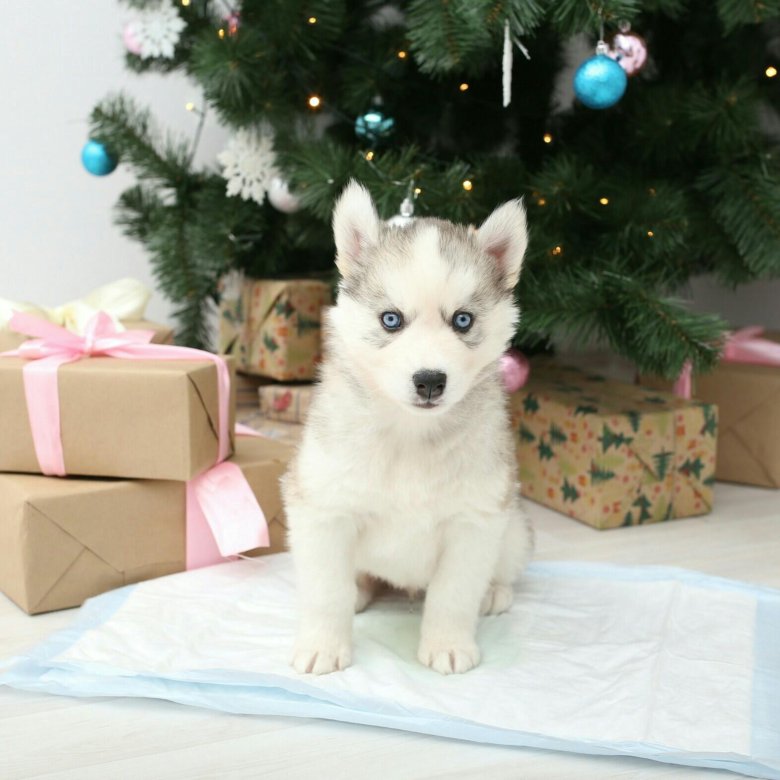 Хаски казань. Husky Казань. Хаски Казань магазин. Плитка хаски Казань