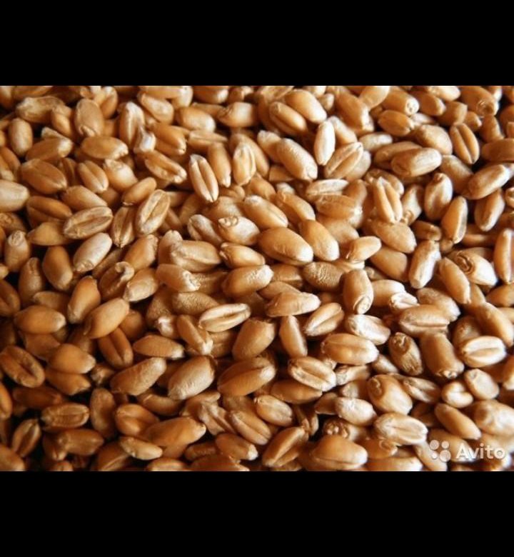 Семена Яровой пшеницы. Зерно пшеница для объявления. Зерно четверка. Куплю зерно ростов